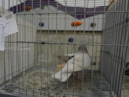 XIV Concurso Exposición de Palomas de Raza en Mula 2024